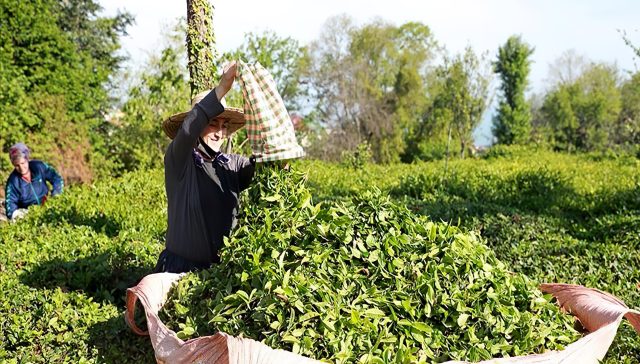 رشد صادرات چای ترکیه رسیدن به بیش از 14.8 میلیون