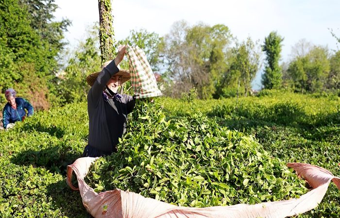 رشد صادرات چای ترکیه رسیدن به بیش از 14.8 میلیون