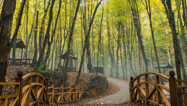 جنگل بلگراد بهشتی سبز در قلب استانبول