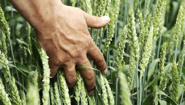 صنعت کشاورزی ترکیه موفقیت در تولید و صادرات