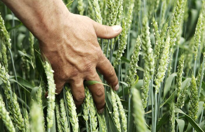 صنعت کشاورزی ترکیه موفقیت در تولید و صادرات