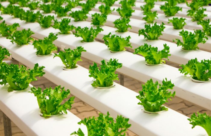 İran’ın Sebze İhracatının Küresel Önemi: Kalite ve Hedef Pazarlar