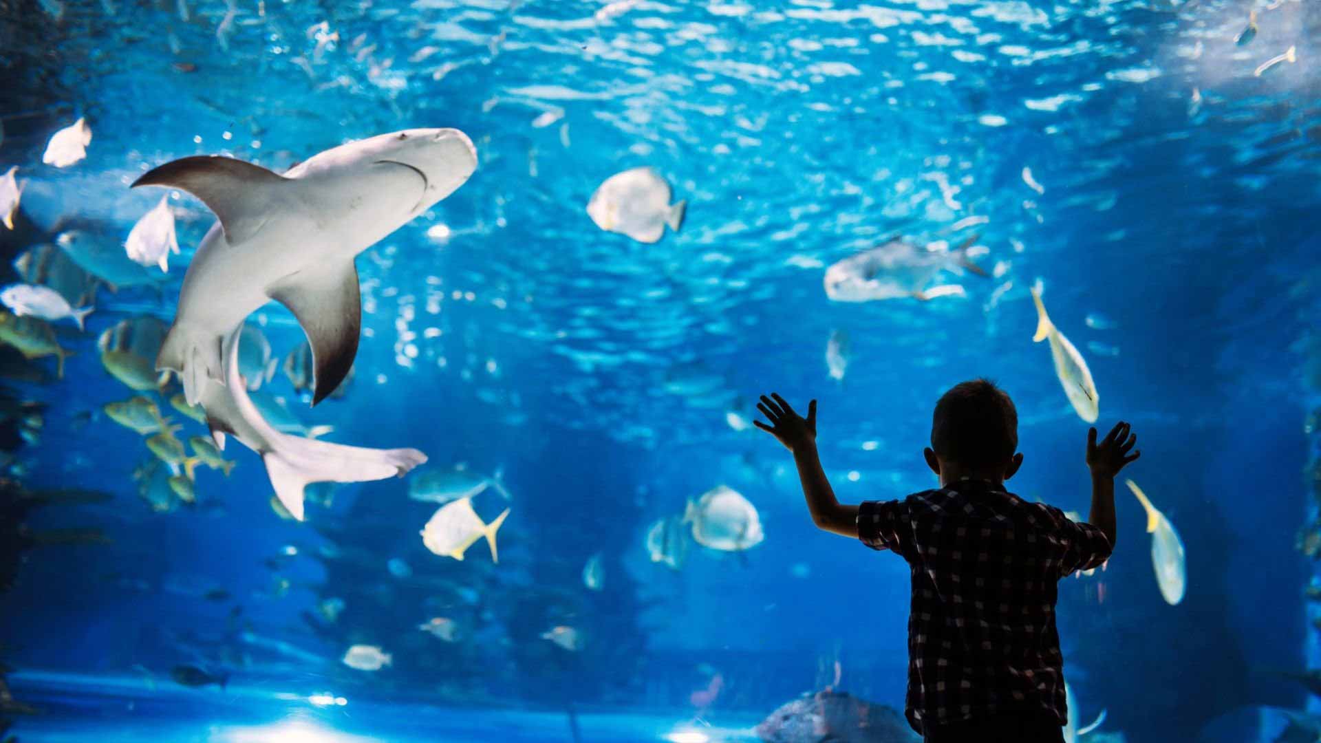 Sea Life Istanbul Aquarium A Fascinating Underwater World