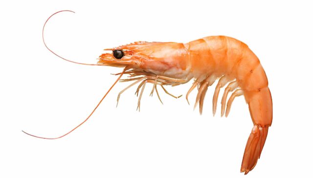 Iranian Shrimp and Fish Global Importance and Target Markets