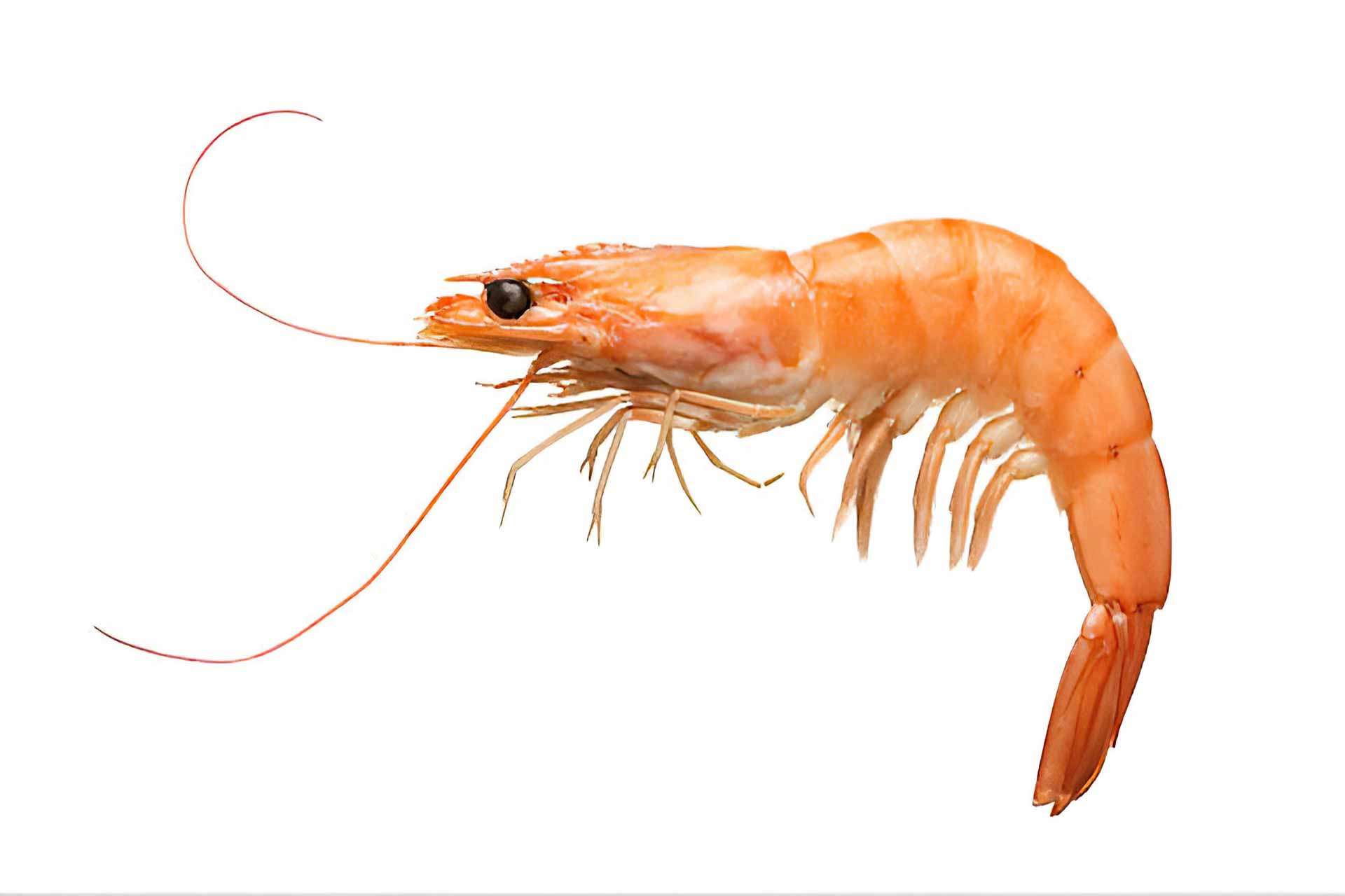 Iranian Shrimp and Fish Global Importance and Target Markets